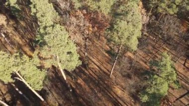 Bir sonbahar gününde ağaçlarla kaplı güzel bir orman.