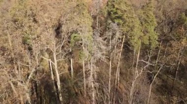 Bir sonbahar gününde ağaçlarla kaplı güzel bir orman.