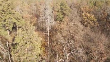 Bir sonbahar gününde ağaçlarla kaplı güzel bir orman.