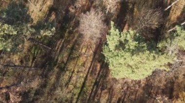 Bir sonbahar gününde ağaçlarla kaplı güzel bir orman.