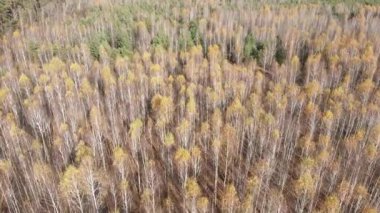 Bir sonbahar gününde ağaçlarla kaplı güzel bir orman.