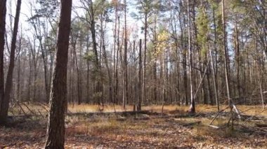 Bir sonbahar gününde ağaçlarla kaplı güzel bir orman.