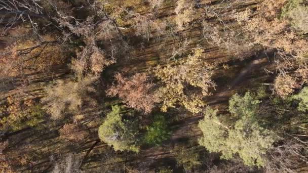 Красивый лес с деревьями в осенний день — стоковое видео