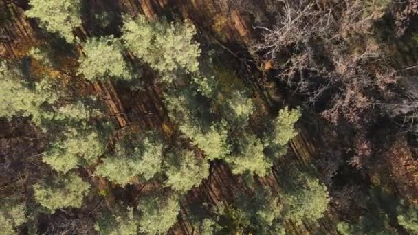 Vacker skog med träd en höstdag — Stockvideo