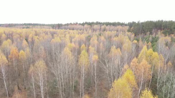 Belle forêt avec des arbres dans une journée d'automne — Video