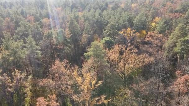 Gyönyörű erdő fákkal egy őszi napon — Stock videók