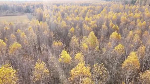 Bela floresta com árvores em um dia de outono — Vídeo de Stock