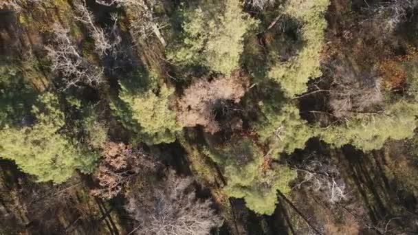 Vacker skog med träd en höstdag — Stockvideo