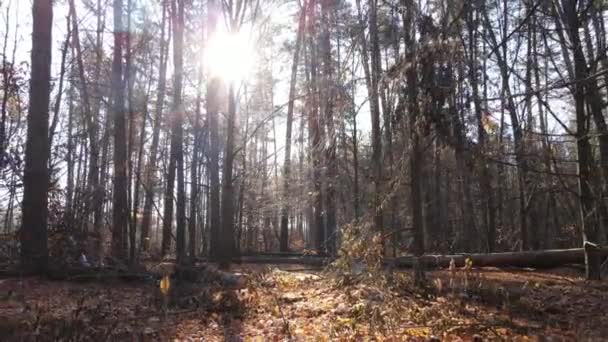 Prachtig bos met bomen in een herfstdag — Stockvideo