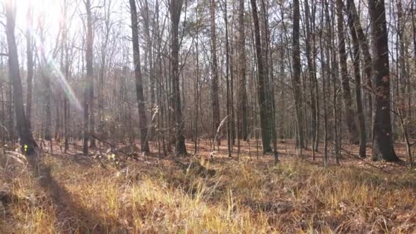 Hermoso bosque con árboles en un día de otoño — Vídeos de Stock