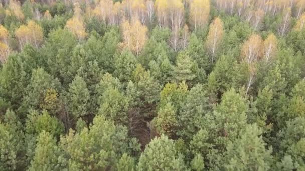 Vacker skog med träd en höstdag — Stockvideo