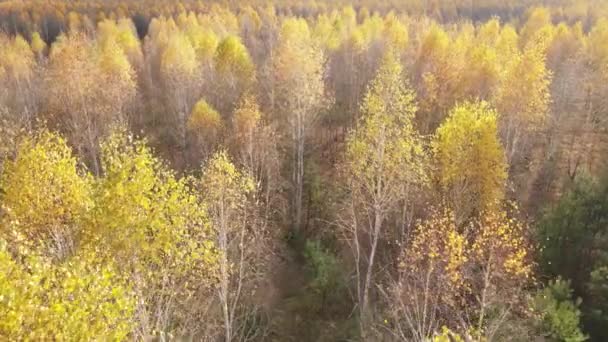 Hermoso bosque con árboles en un día de otoño — Vídeos de Stock