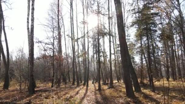 Belle forêt avec des arbres dans une journée d'automne — Video