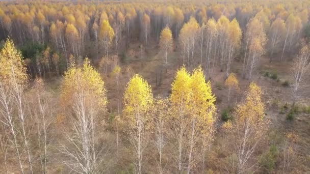 Hermoso bosque con árboles en un día de otoño — Vídeos de Stock