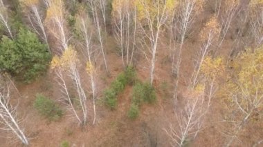 Bir sonbahar gününde ağaçlarla kaplı güzel bir orman.