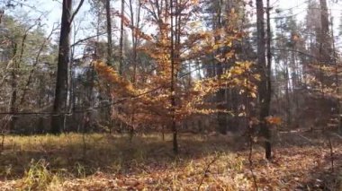 Bir sonbahar gününde ağaçlarla kaplı güzel bir orman.