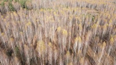 Bir sonbahar gününde ağaçlarla kaplı güzel bir orman.