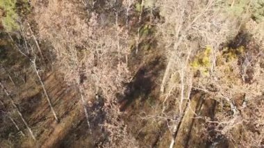 Bir sonbahar gününde ağaçlarla kaplı güzel bir orman.