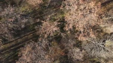 Bir sonbahar gününde ağaçlarla kaplı güzel bir orman.