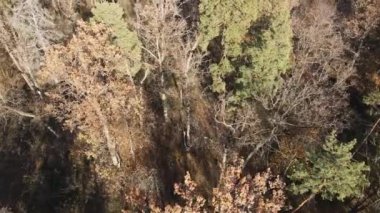 Bir sonbahar gününde ağaçlarla kaplı güzel bir orman.