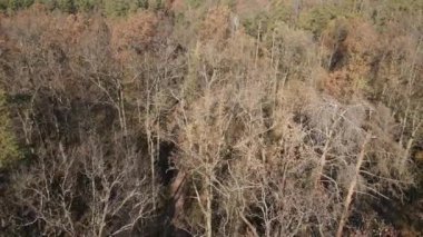 Bir sonbahar gününde ağaçlarla kaplı güzel bir orman.