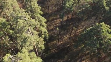 Bir sonbahar gününde ağaçlarla kaplı güzel bir orman.