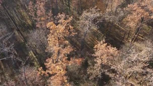 秋の日に木のある美しい森 — ストック動画