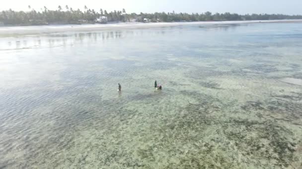 Tanzânia: mulheres na zona costeira na maré baixa em Zanzibar, câmera lenta — Vídeo de Stock