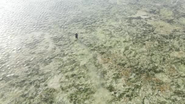 Man går längs stranden vid lågvatten i Zanzibar, Tanzania, slow motion — Stockvideo