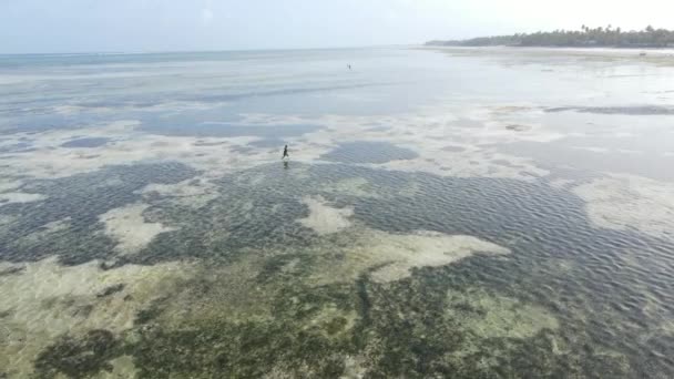 Man loopt langs het strand bij eb in Zanzibar, Tanzania, slow motion — Stockvideo
