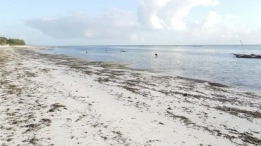 Tanzanya: Zanzibar 'da kadınlar kıyı şeridinde sular çekildiğinde, ağır çekim