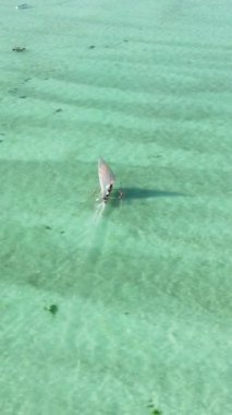 Tanzanya 'nın Zanzibar kıyısındaki okyanusta dikey video tekneleri