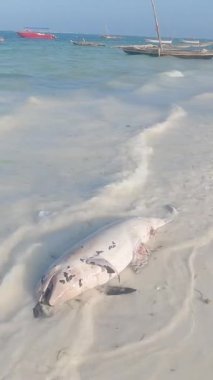 Tanzanya 'nın Zanzibar adasında dikey video ölü yunus