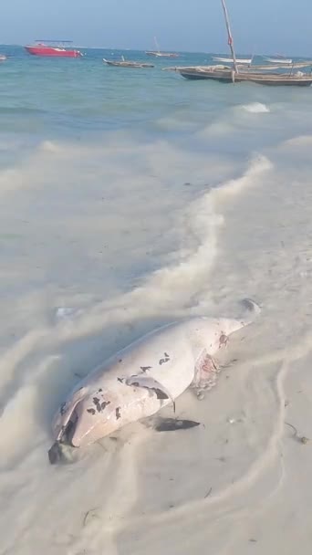 Verticale video dode dolfijn aan de kust van Zanzibar eiland, Tanzania — Stockvideo