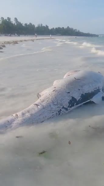 Golfinho morto em vídeo vertical na costa da ilha de Zanzibar, Tanzânia — Vídeo de Stock