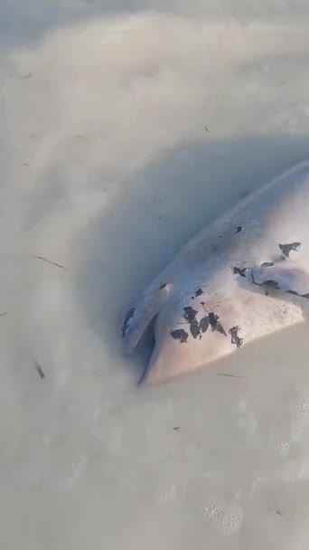 Video vertical delfín muerto en la costa de la isla de Zanzíbar, Tanzania — Vídeo de stock