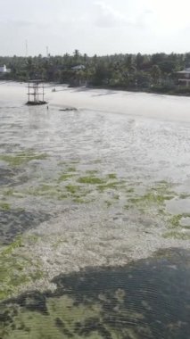 Tanzanya 'nın Zanzibar kıyısındaki okyanusta alçak gelgitin dikey videosu