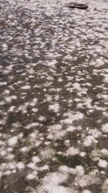 Tanzanya 'nın Zanzibar kıyısındaki okyanusta alçak gelgitin dikey videosu