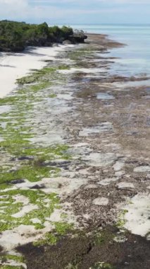 Tanzanya 'nın Zanzibar kıyısındaki okyanusta alçak gelgitin dikey videosu