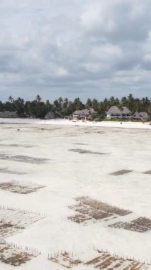 Tanzanya 'nın Zanzibar kıyısındaki okyanusta alçak gelgitin dikey videosu