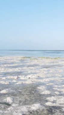 Tanzanya 'nın Zanzibar kıyısındaki okyanusta alçak gelgitin dikey videosu
