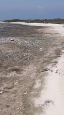 Tanzanya 'nın Zanzibar kıyısındaki okyanusta alçak gelgitin dikey videosu