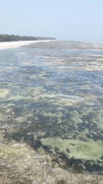Tanzanya 'nın Zanzibar kıyısındaki okyanusta alçak gelgitin dikey videosu