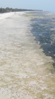 Tanzanya 'nın Zanzibar kıyısındaki okyanusta alçak gelgitin dikey videosu