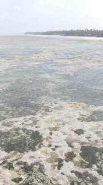 Tanzanya 'nın Zanzibar kıyısındaki okyanusta alçak gelgitin dikey videosu