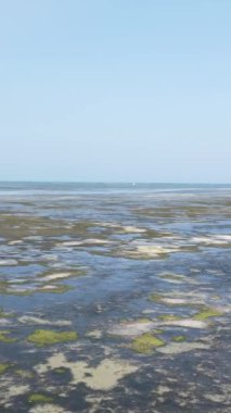 Tanzanya 'nın Zanzibar kıyısındaki okyanusta alçak gelgitin dikey videosu