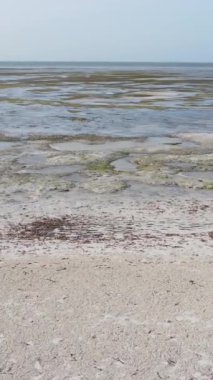 Tanzanya 'nın Zanzibar kıyısındaki okyanusta alçak gelgitin dikey videosu