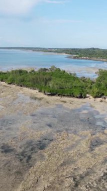 Tanzanya 'nın Zanzibar kıyısındaki okyanusta alçak gelgitin dikey videosu