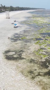 Tanzanya 'nın Zanzibar kıyısındaki okyanusta alçak gelgitin dikey videosu