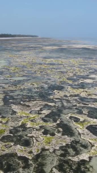 Tanzanya 'nın Zanzibar kıyısındaki okyanusta alçak gelgitin dikey videosu — Stok video